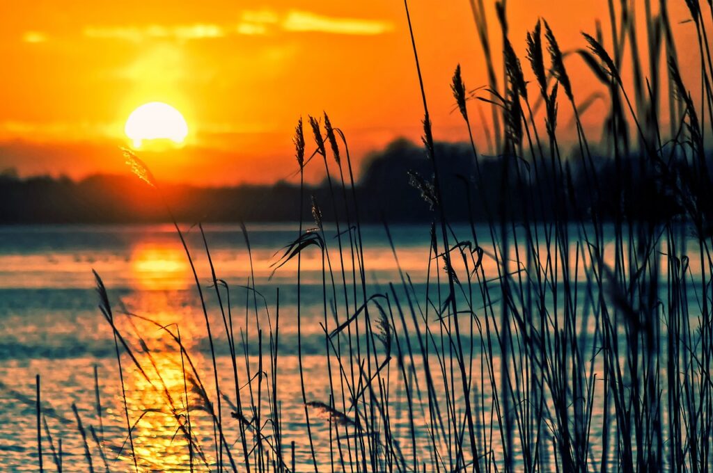 lake, reeds, sunset, landscape, nature, scenery, beach, water, reedy, silhouettes, backlighting, dusk, twilight, sun, lake, lake, sunset, sunset, sunset, sunset, sunset, landscape, beach, sun, sun, sun, sun